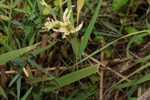 Image of Gladiolus undulatus by (c) Greg Tasney, some rights reserved (CC BY-SA)
