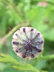 Papaver umbonatum
