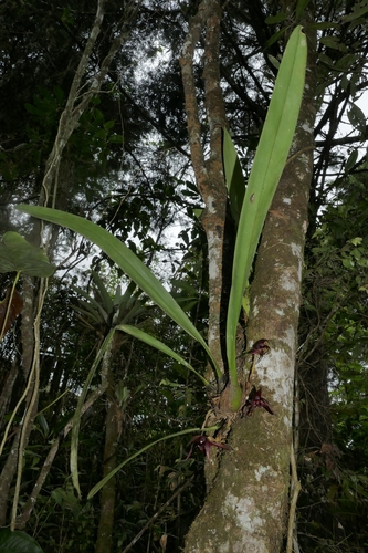Maxillaria nigrescens, photograph 4