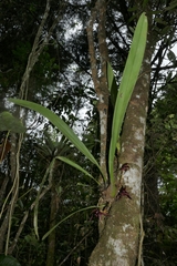 Maxillaria nigrescens, photograph (c) Daniel Mesa, some rights reserved (CC BY)