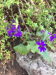 Pericallis × hybrida