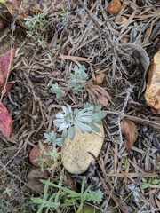 Acmispon argophyllus adsurgens