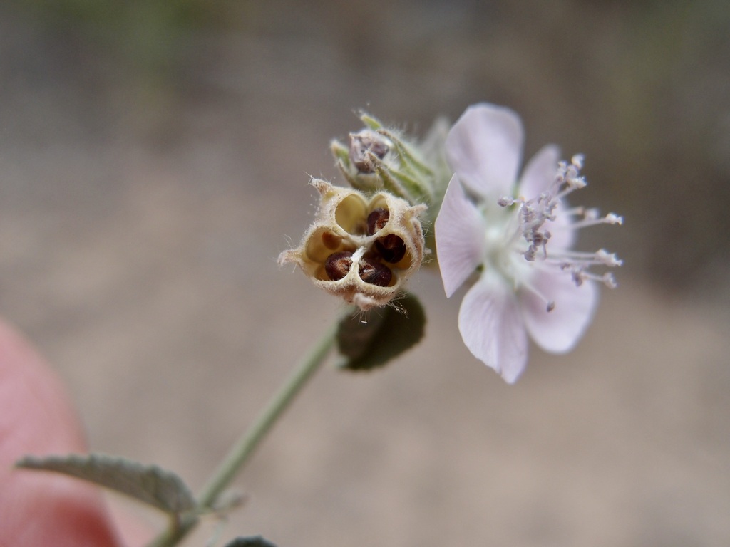Bastardiastrum
