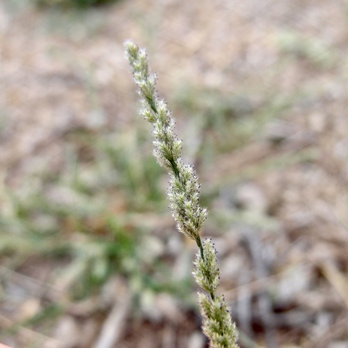 Gophertail lovegrass (Eragrostis ciliaris)