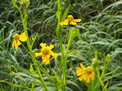 Helenium amphibolum