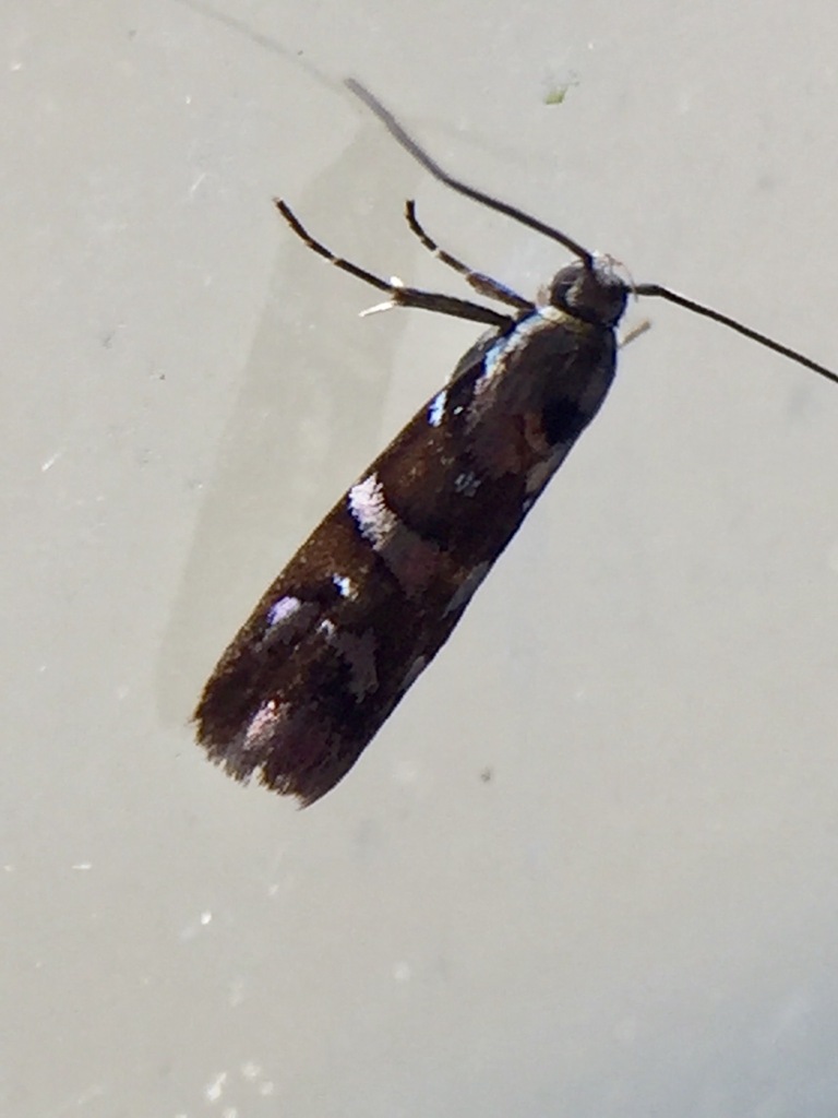 Hierodoris iophanes