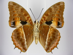 Charaxes cynthia kinduana