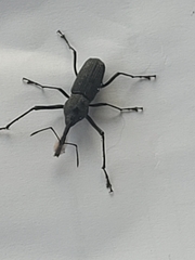 Rhinostomus barbirostris image