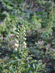 Lafoensia vandelliana