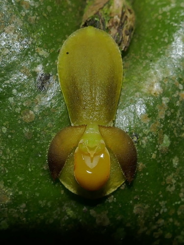 Image of Pleurothallis cordata by (c) Daniel Mesa, some rights reserved (CC BY)