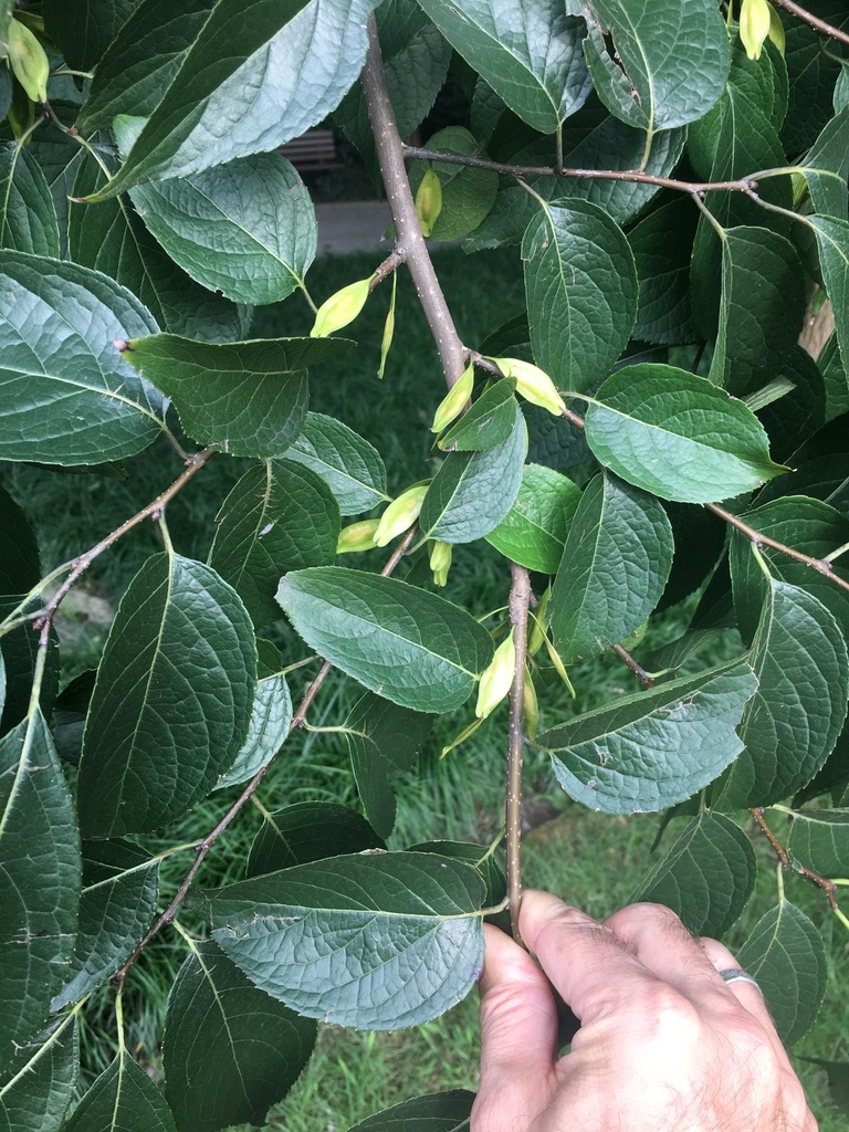 Gutta-percha Tree in September 2019 by erichammond · iNaturalist