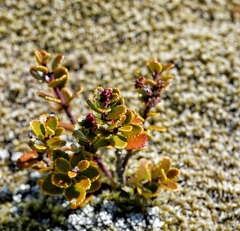 Gaultheria colensoi