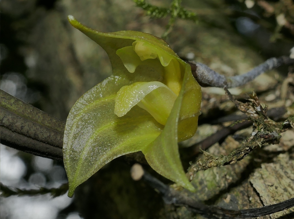 Masdevallia platyglossa
