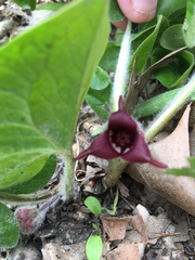 Asarum canadense reflexum
