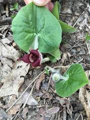 Asarum canadense reflexum
