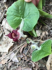 Asarum canadense reflexum