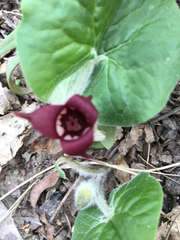 Asarum canadense reflexum
