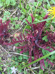 Pedicularideae