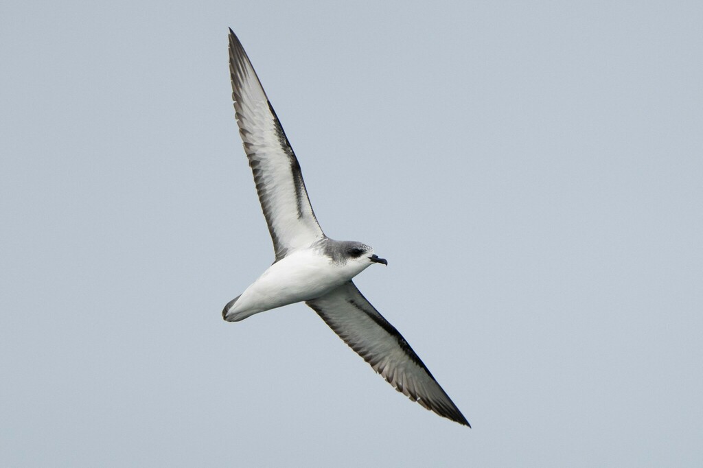 Cook's Petrel (The Sibley Guide to Bird Life & Behavior) · iNaturalist