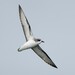 Cook's Petrel - Photo (c) splish, some rights reserved (CC BY-NC), uploaded by splish
