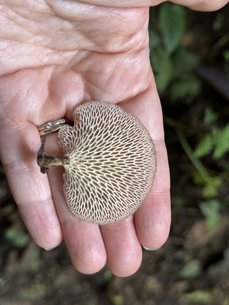 Favolus pseudoprinceps · December 2023 · photo: © bealeiderman (iNaturalist, cc-by)