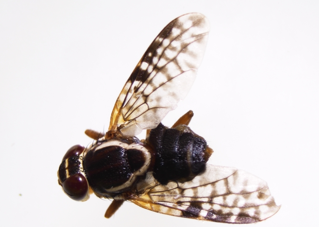 Coconut Fly