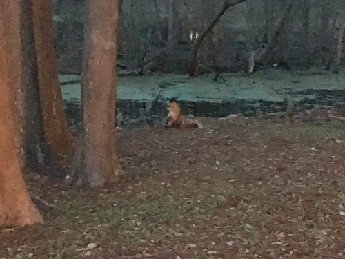 Red Fox photographed in Louisiana