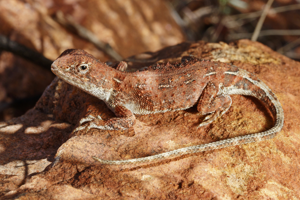 Central Australian Earless Dragon