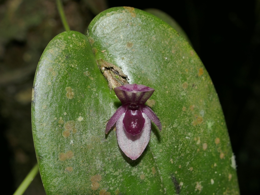 Pleurothallis cedrinorum