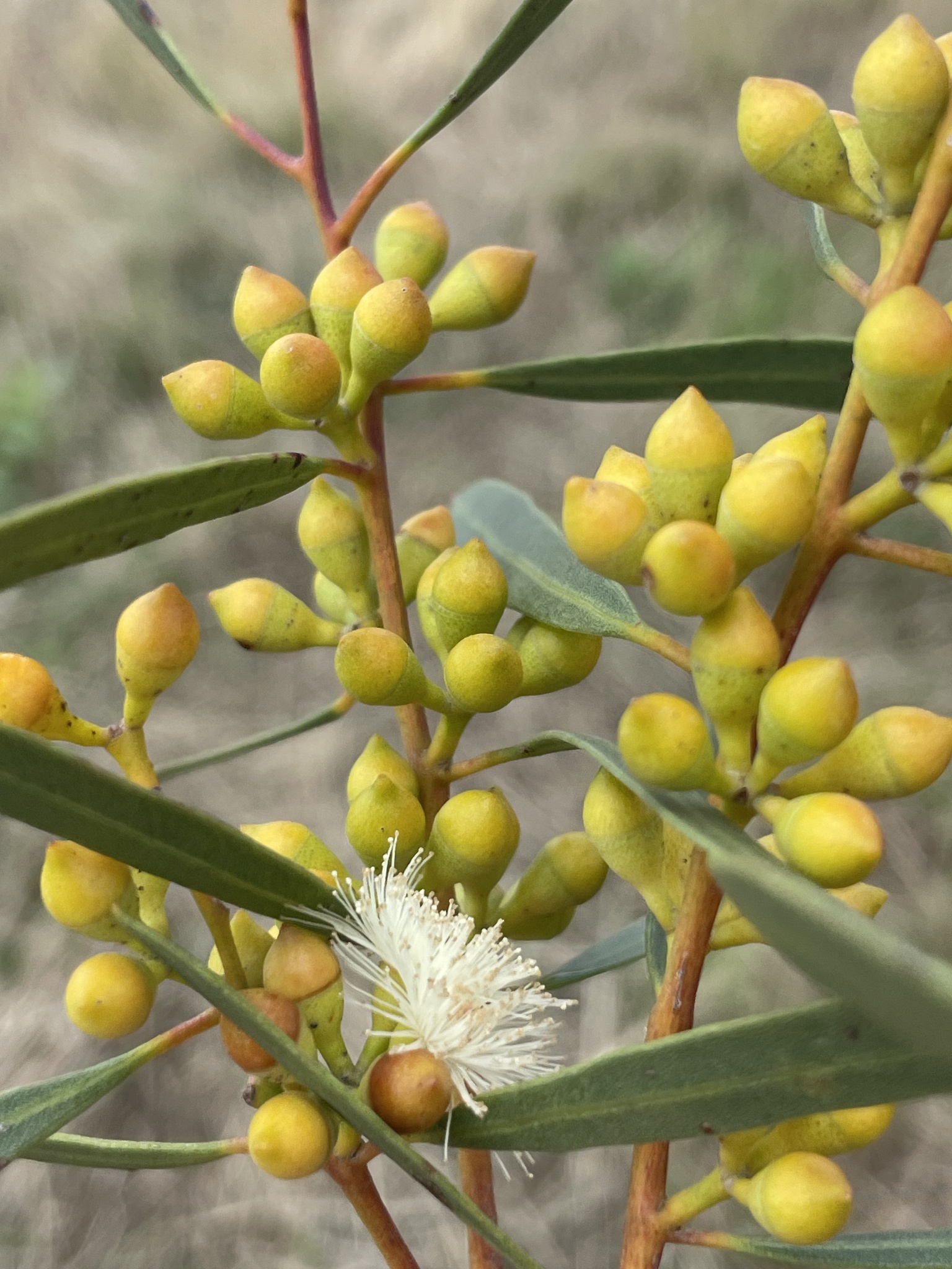 Eucalyptus rigidula