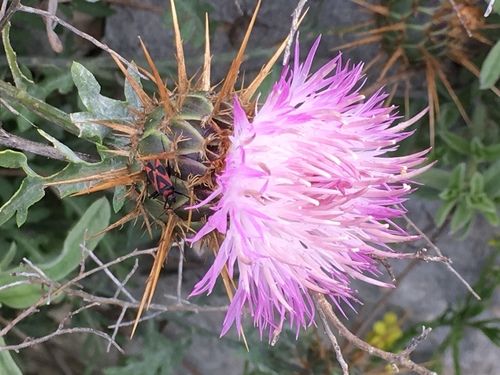 Centaurea speciosa