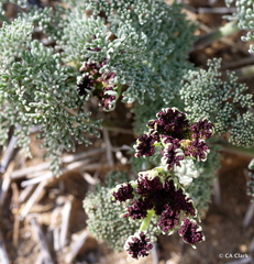 Lomatium mohavense