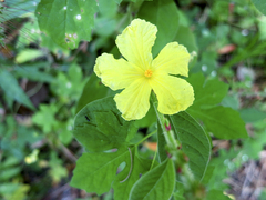 Momordica charantia image