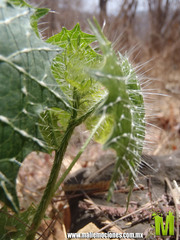 Cnidoscolus angustidens