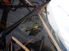 Ambystoma macrodactylum