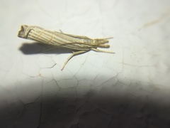 Thaumatopsis bolterellus