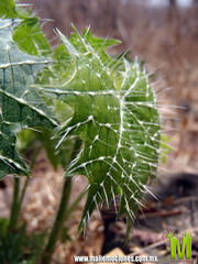 Cnidoscolus angustidens