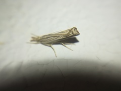 Thaumatopsis bolterellus