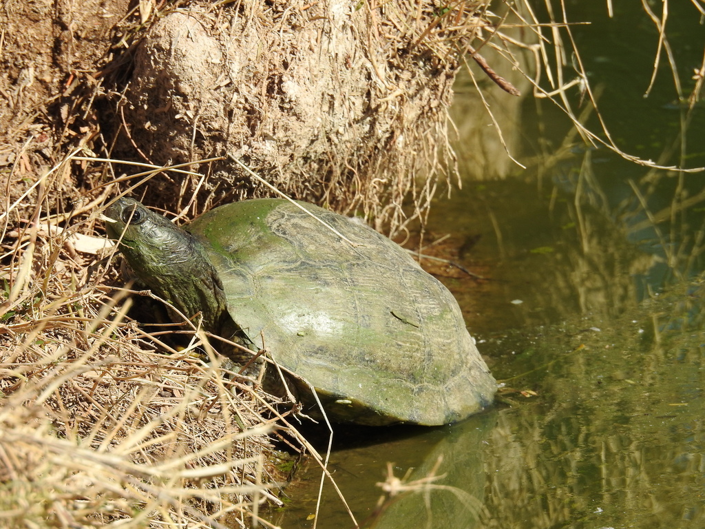 Pond Slider from Old Fort Lowell, Tucson, AZ 85712, USA on April 2 ...