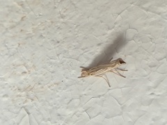 Thaumatopsis bolterellus