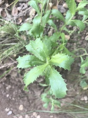 Hazardia squarrosa grindelioides