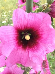 Alcea dissecta