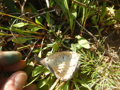 Matelea cynanchoides