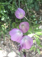 Sidalcea glaucescens