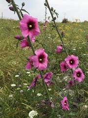 Alcea dissecta