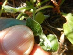 Matelea cynanchoides
