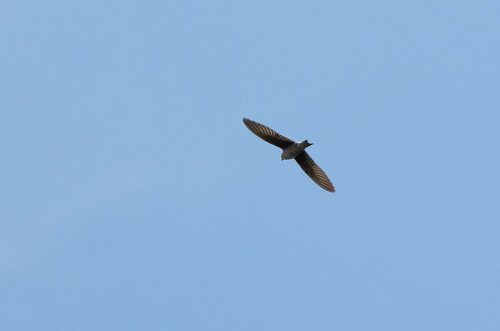Peruvian Martin (Progne murphyi), photo 5