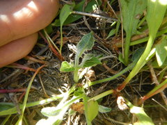 Matelea cynanchoides