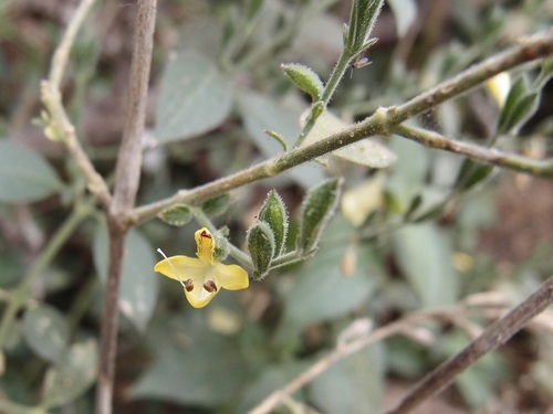 Image of Henrya insularis by (c) Sue Carnahan, some rights reserved (CC BY)