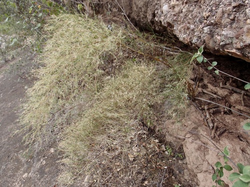 Image of Muhlenbergia dumosa by (c) Sue Carnahan, some rights reserved (CC BY)
